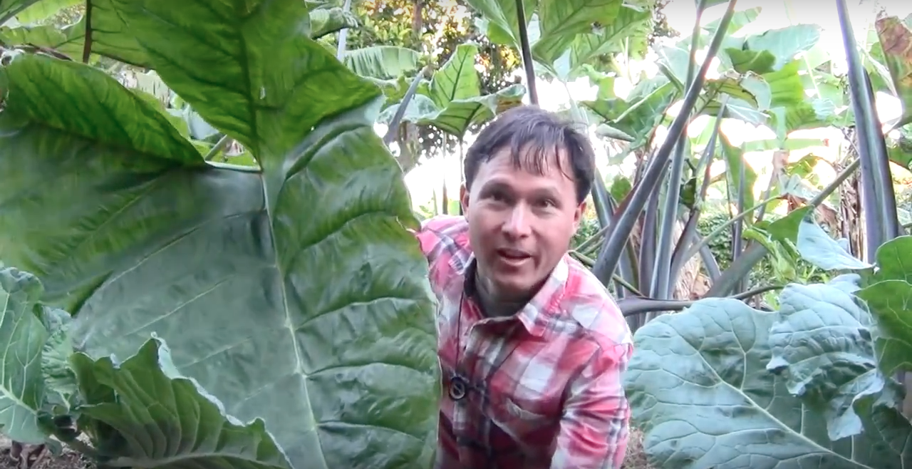 Image: Chef buys Organic Permaculture Farm to Grow his own Living Pantry (Video)