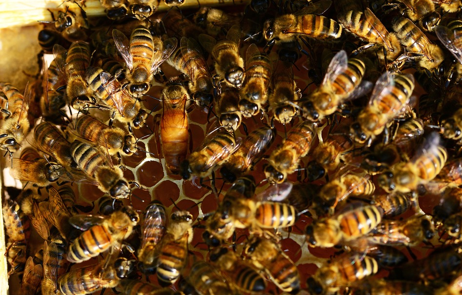 Image: EPA study admits neonicotinoids really are killing honeybees (Audio)