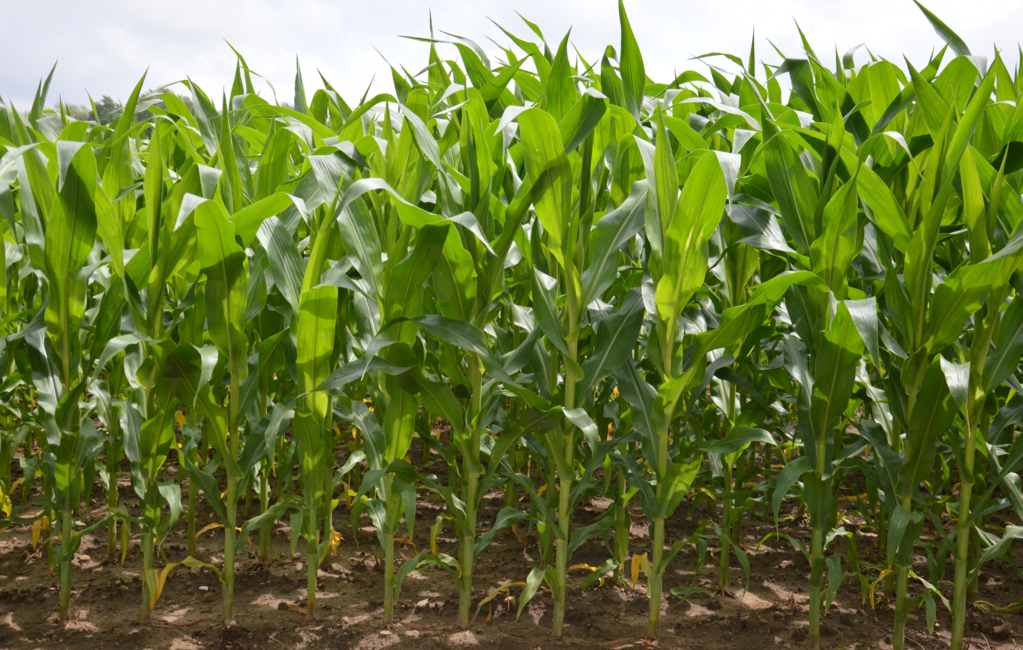Image: Planting corn tips – Planting no-dig potatoes (Video)