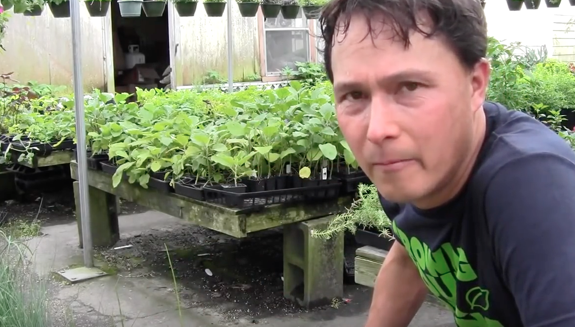 Image: Best nursery in Houston for perennial vegetables that can grow year round (Video)
