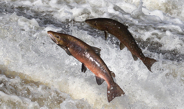 Image: Frankenfish: Canada approves first ever GMO salmon (Video)