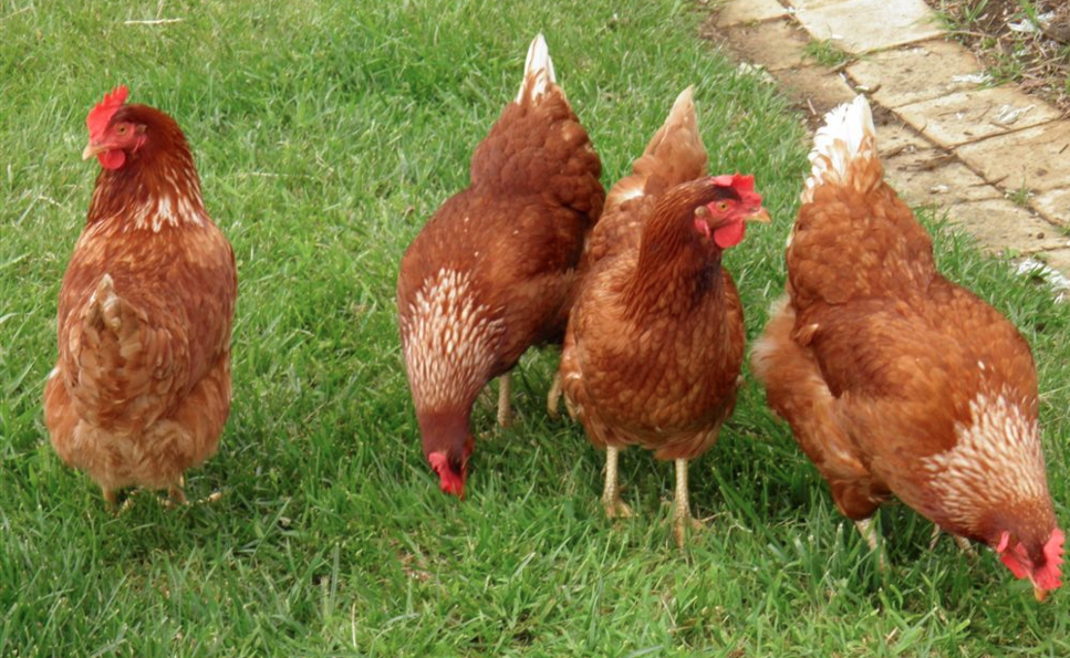 Image: Homesteading – 4 things you didn’t know about chickens (Video)