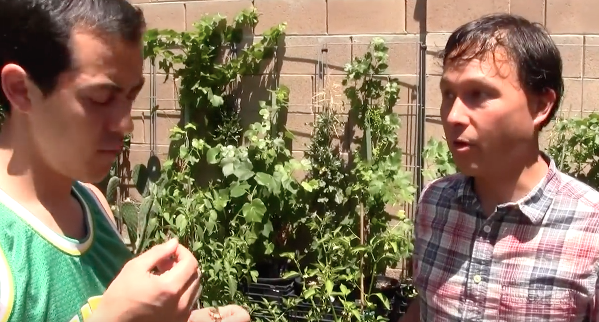 Image: Backyard spring organic vegetable garden tour with BenjiManTV (Video)