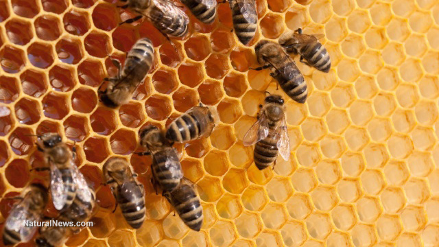 Image: What’s Happening to the Honey Bees? (Video)