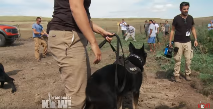 Image: Dakota Access Pipeline Protesters Attacked with Dogs & Pepper Spray (Video)
