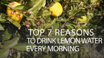Top 7 Reasons to Drink Lemon Water Every Morning