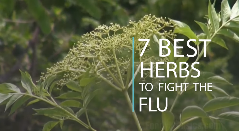 Image: 7 Best Herbs to Fight the Flu (Video)