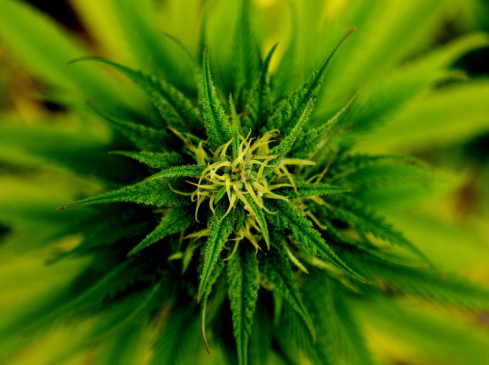 Image: 30 Crazy Marijuana Facts That Will Blow Your Mind (Video)