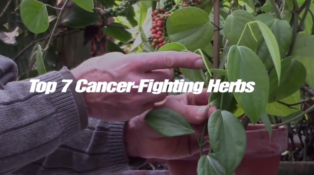 Image: Top 7 Cancer-Fighting Herbs (Video)
