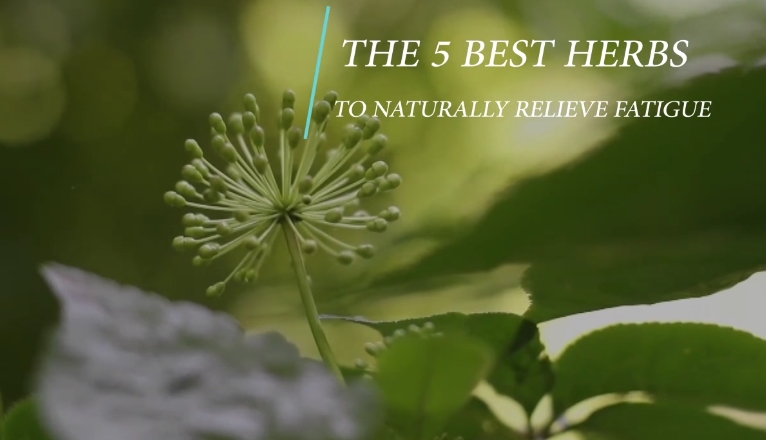 Image: 5 Herbs to Fight off Disease (Video)