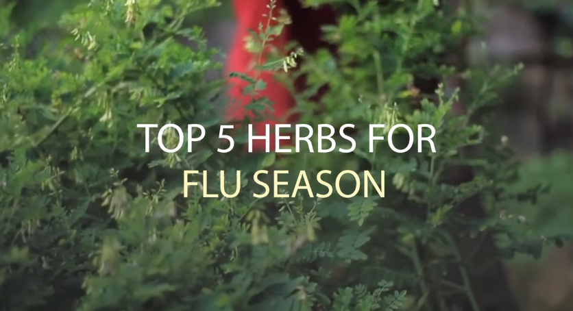 Image: Top 5 Herbs for Flu Season (Video)