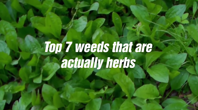 Image: Top 7 Weeds That Are Actually Herbs (Video)