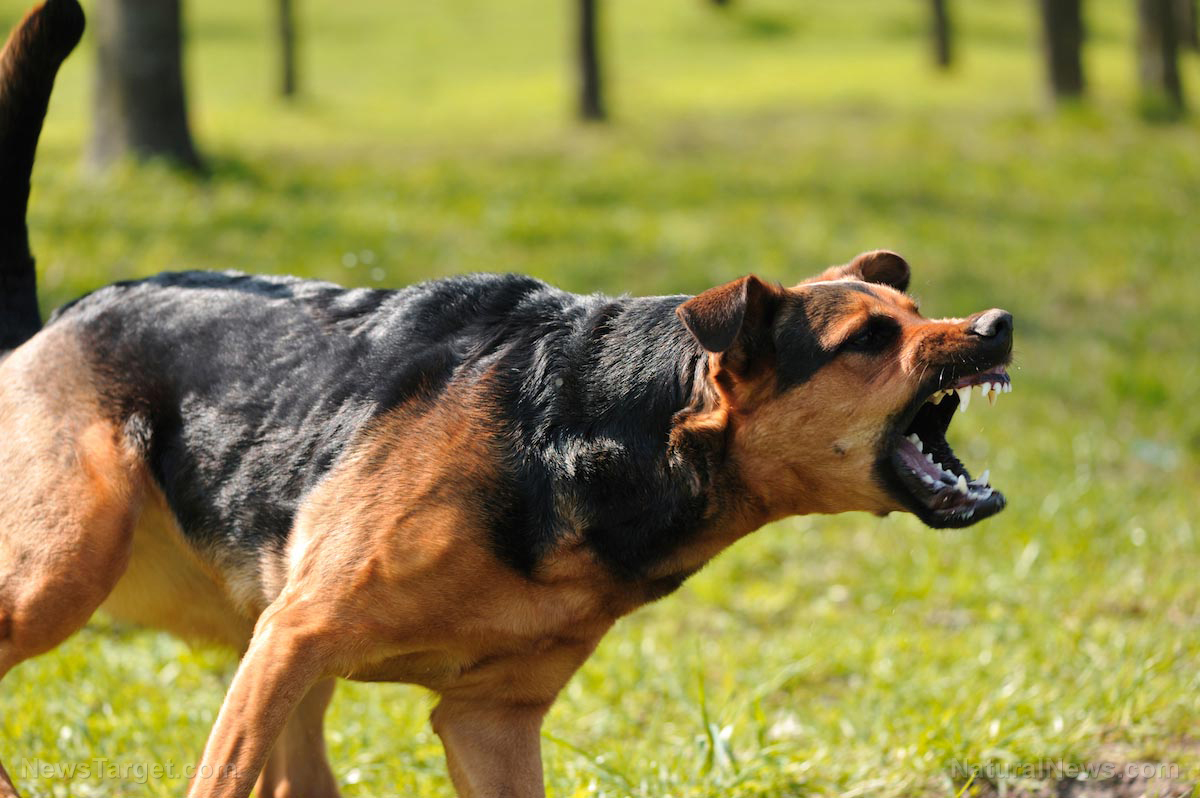 Image: Navy Seal Tips: How to Defend Against a Dog Attack (Video)