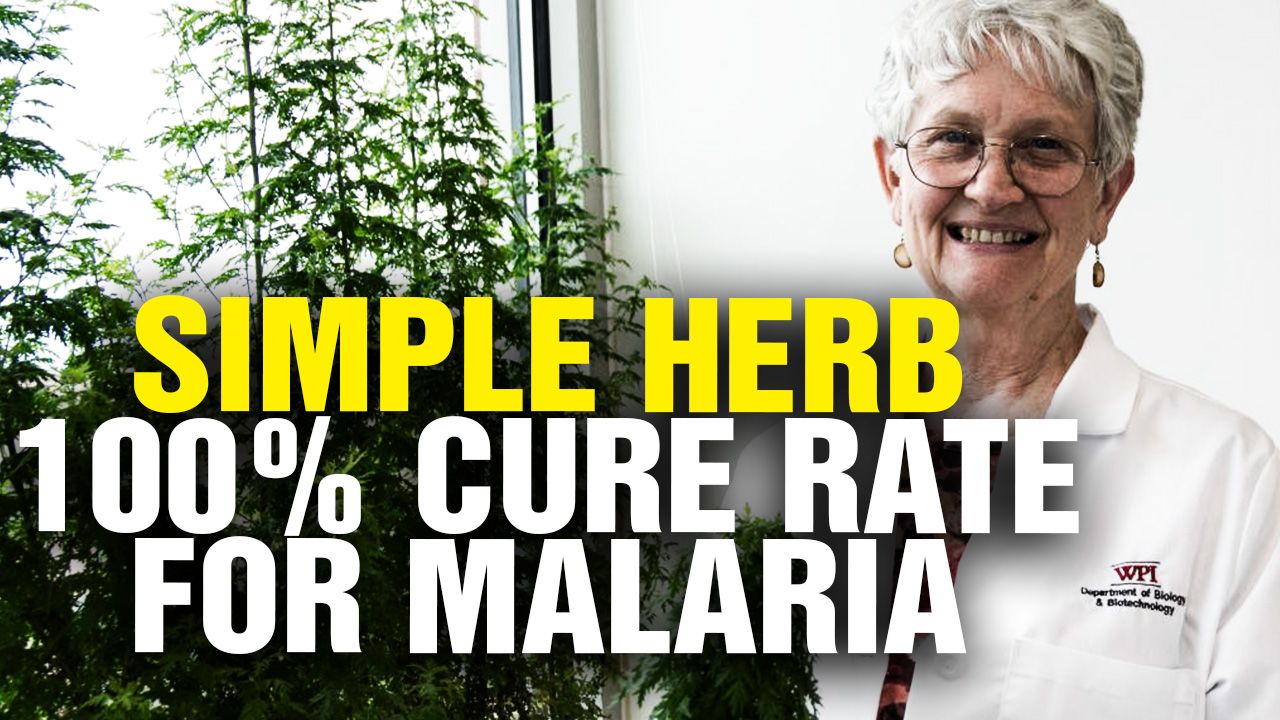 Image: This low cost herb has a 100% cure rate for drug-resistant malaria (Video)