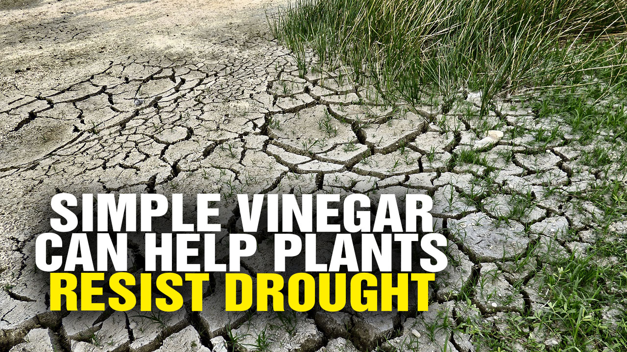 Image: No Genetic Engineering Needed: Simple VINEGAR Can Help Plants Resist Drought, Scientists Find (Video)