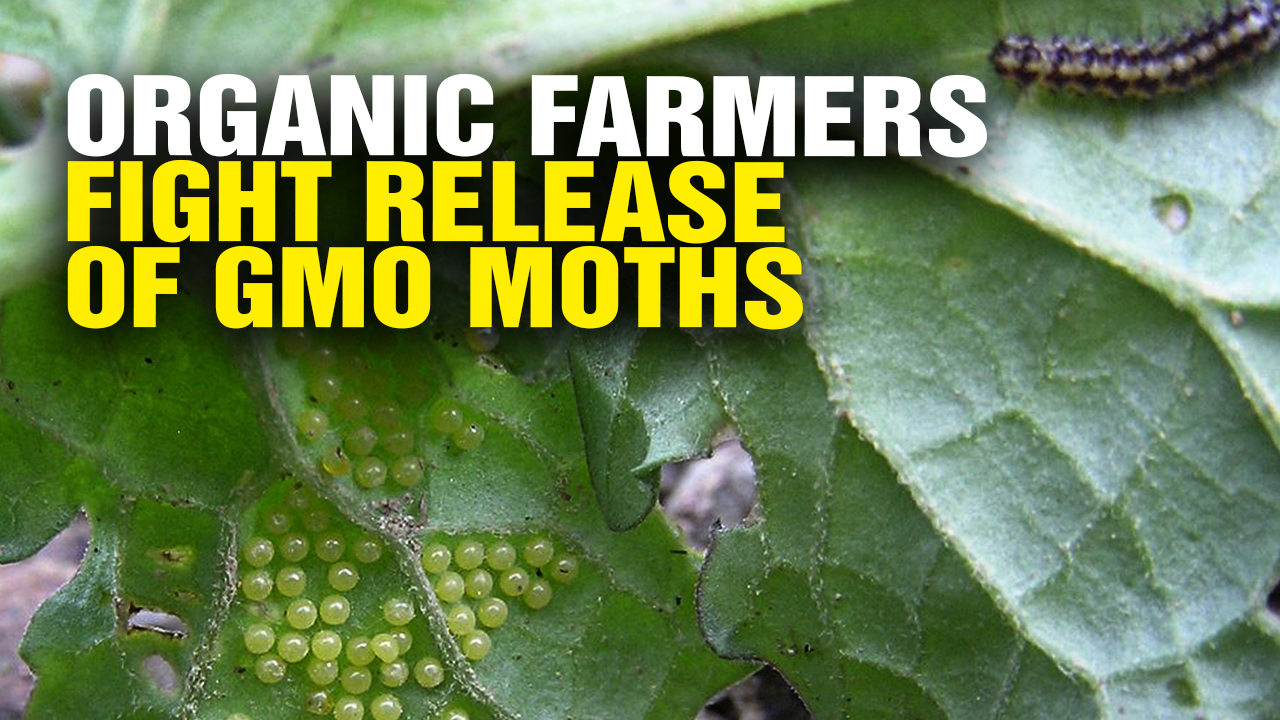 Image: Organic Farmers Fight Release of GMO Moths (Video)
