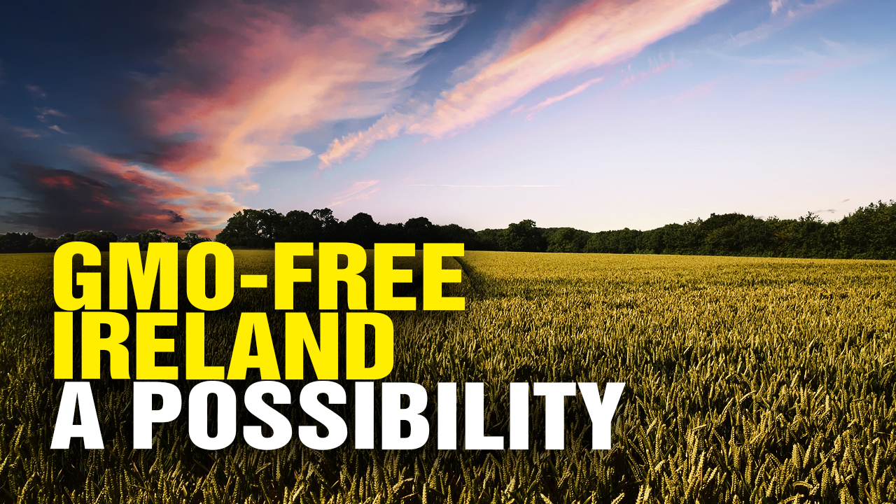 Image: GMO-free Ireland a possibility says Minister