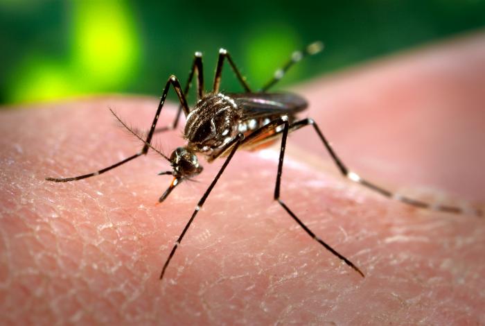 Image: Zika Fear Falters as False Flag Fraud Fizzles