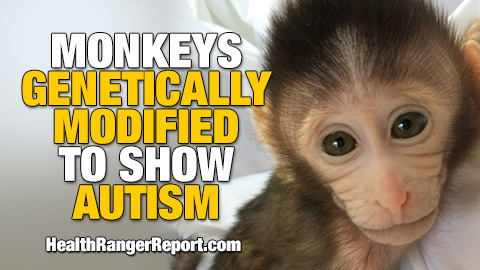 Image: Baby monkeys genetically engineered to suffer from autism symptoms… NATURE science journal celebrates ‘breakthrough’  (Audio)
