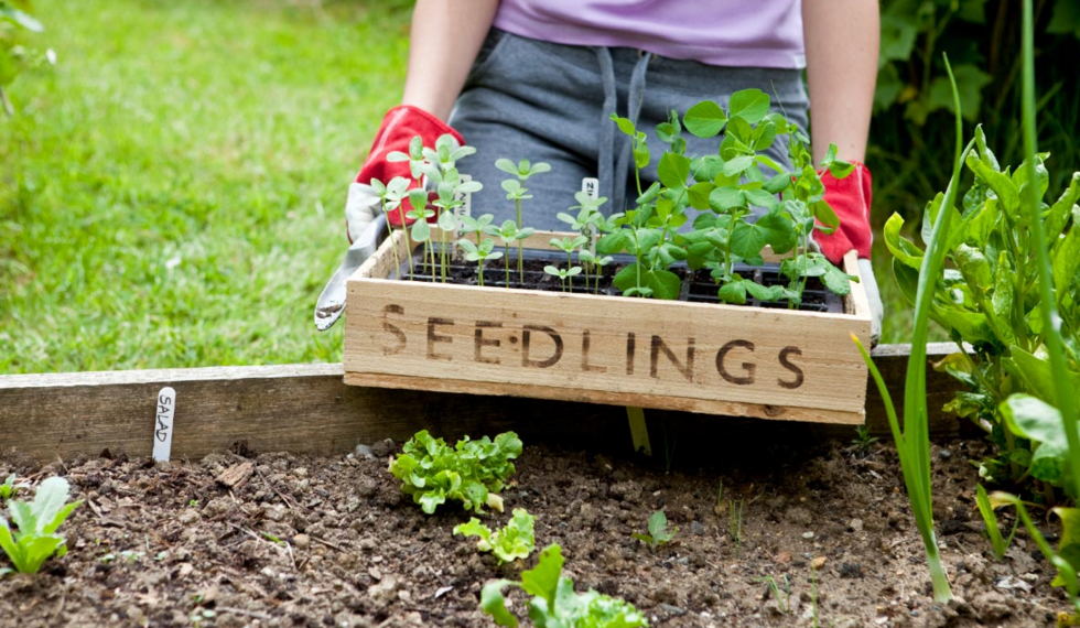 Image: Urban Farmer – Early Season Planting Strategies (Video)