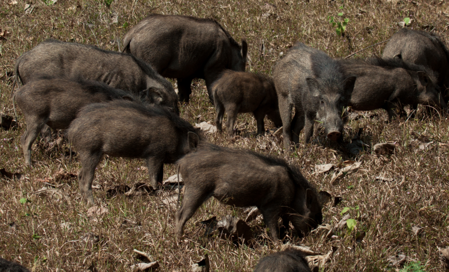 Image: Radioactive wild boar are multiplying like crazy around Fukushima (Audio)
