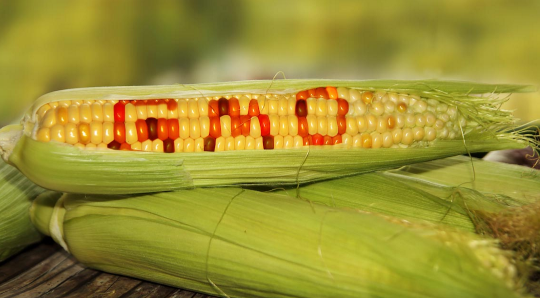 Image: Hear why GMOs are ‘One of the worst mistakes we ever made’ (Video)