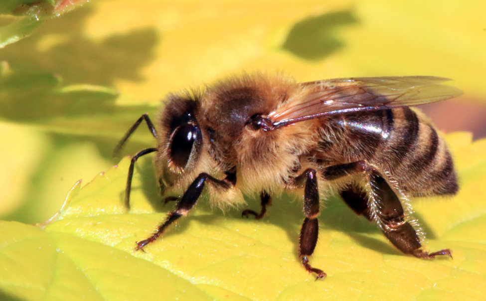 Image: What we do to the honeybees, we do to ourselves – biologist (Video)