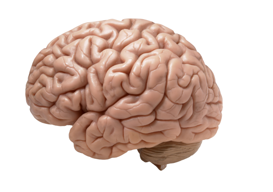 Image: Allergy medicine shrinks your brain! (Video)