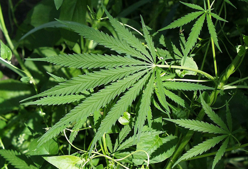 Image: Massive amounts of dangerous pesticides found in marijuana products (Audio)