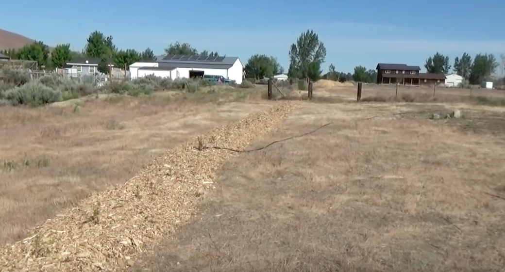 Image: Planting Arborvitaes trees (Video)