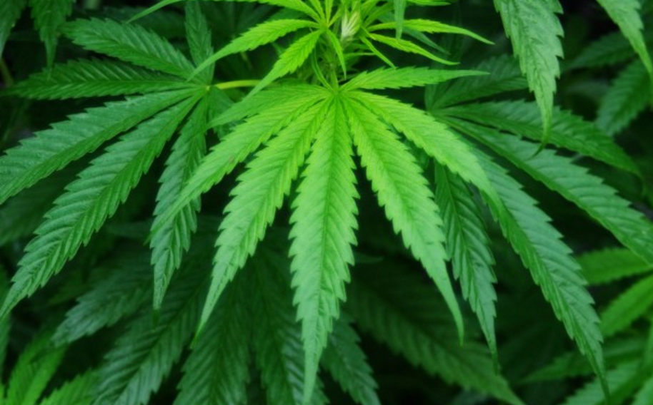 Image: Germany to legalize medical marijuana in 2017 (Audio)