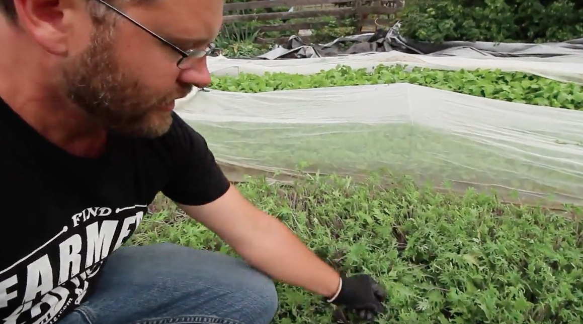 Image: Giving your greens a haircut (Video)