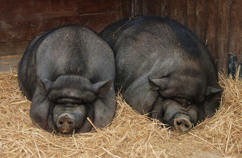 Image: US scientists bid to grow human organ inside pigs (Video)