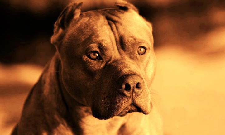 Image: Government to ban breeds, implement home visit for owners to assess “suitability” (Video)