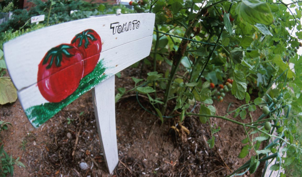 Image: Quick tips for planting tomatoes in a container (Video)