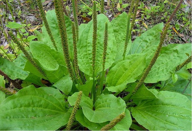 Image: Five Plants That Purify the Air in Your Home (Video)