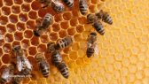 Bees-Hive-Honey-Comb