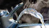 Fluoride_WaterFountain_Skull_695-308