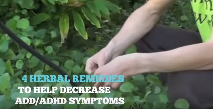 Image: 4 Herbal Remedies to Help Decrease ADD/ADHD Symptoms (Video)
