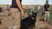 Dakota Access Pipeline attack dogs