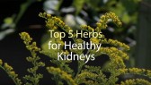 Top 5 Herbs for Healthy Kidneys