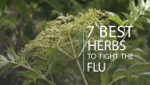 7 best herbs to fight the flu