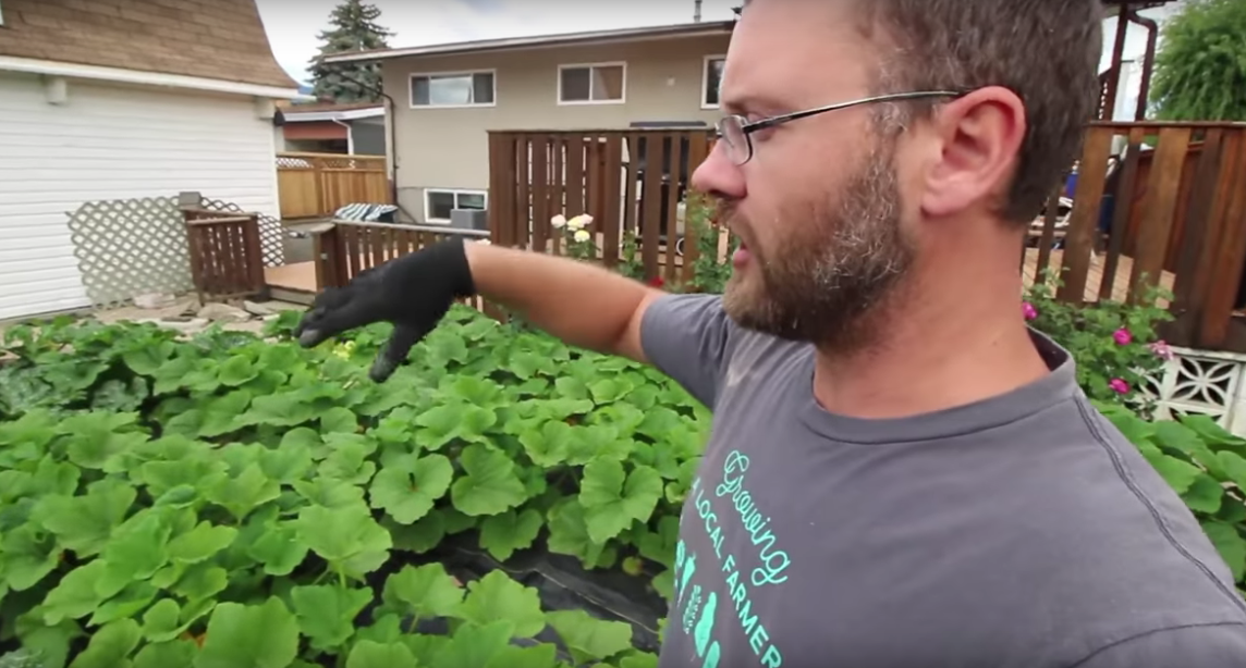 Image: CROP FOCUS: Patty pan squash (Video)