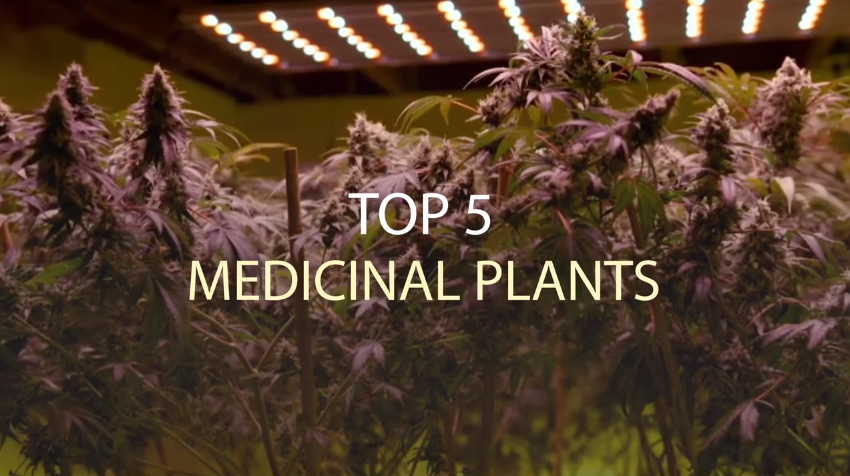 Image: Top 5 Medicinal Plants (Video)
