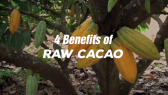 Cacao