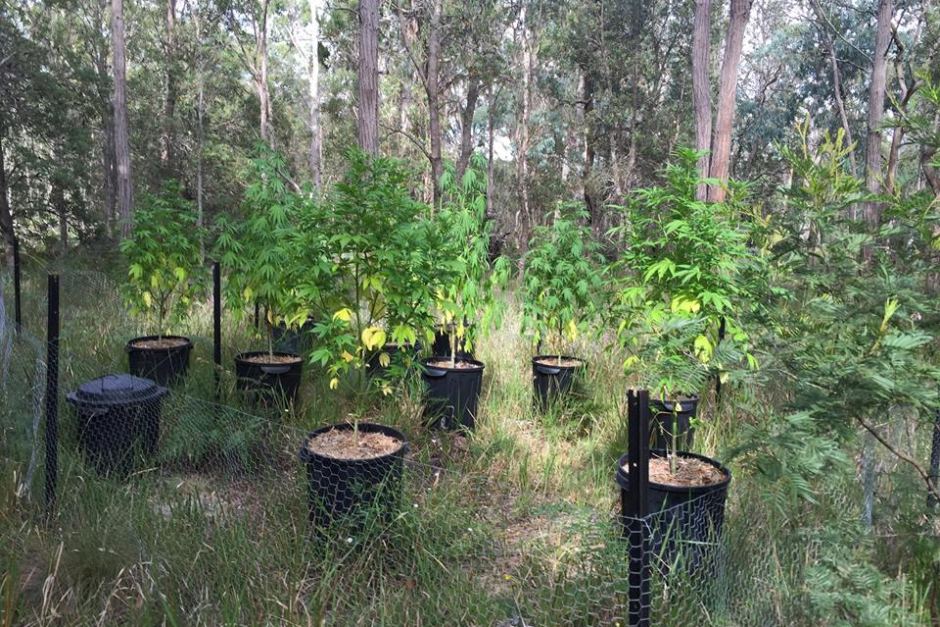 Image: Cannabis: The Most Powerful Plant on Earth (Video)