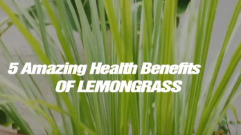 lemongrass