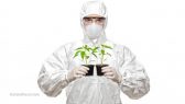GMO-Plants-Herbs-Crop-Science