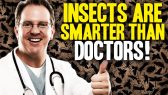 Insects Smarter