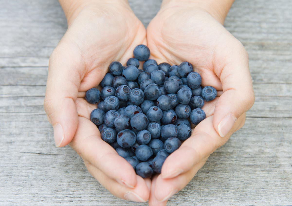 Image: Tips to Sprout FREE Blueberry Plants From Store Bought Blueberries (Video)